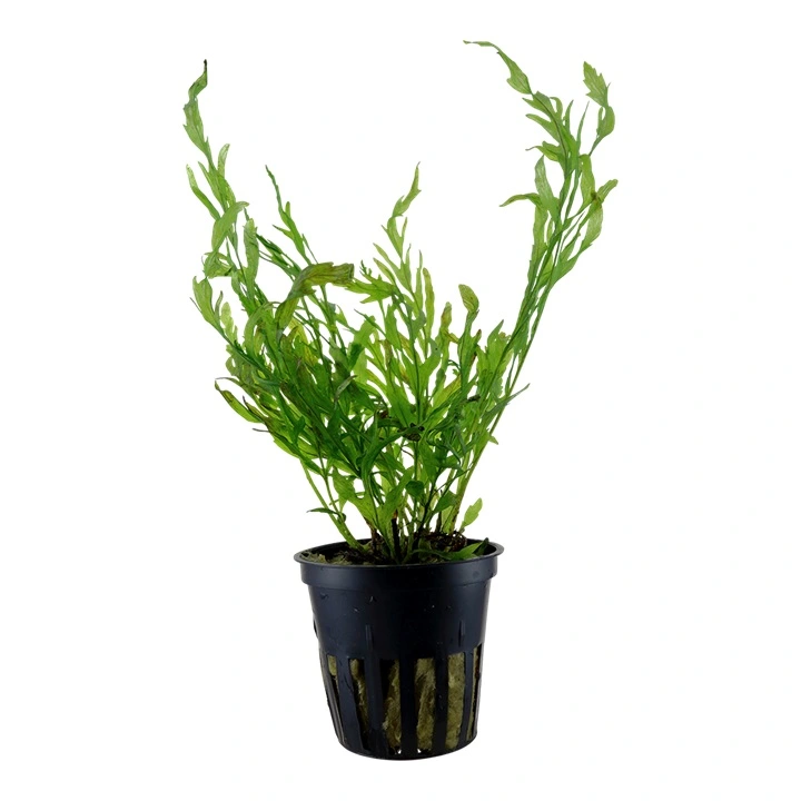Tropica Akvarieplante i potte Bolbitis heudelotii